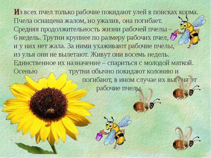 Что такое мусорная еда: почему она так называется и что к ней относится