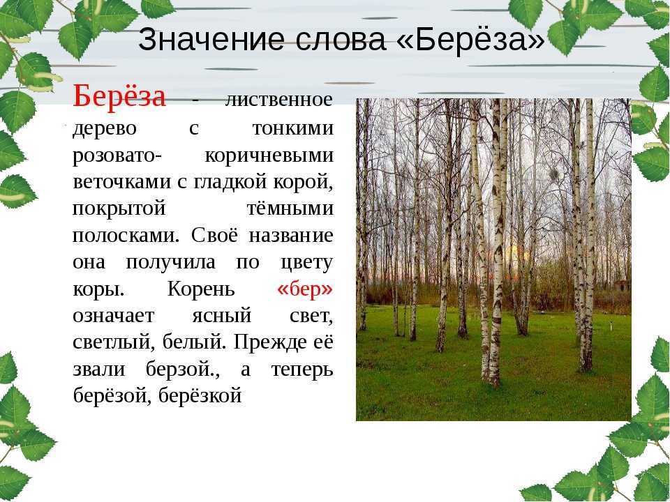Стихи про березу - полная подборка красивых стихотворений