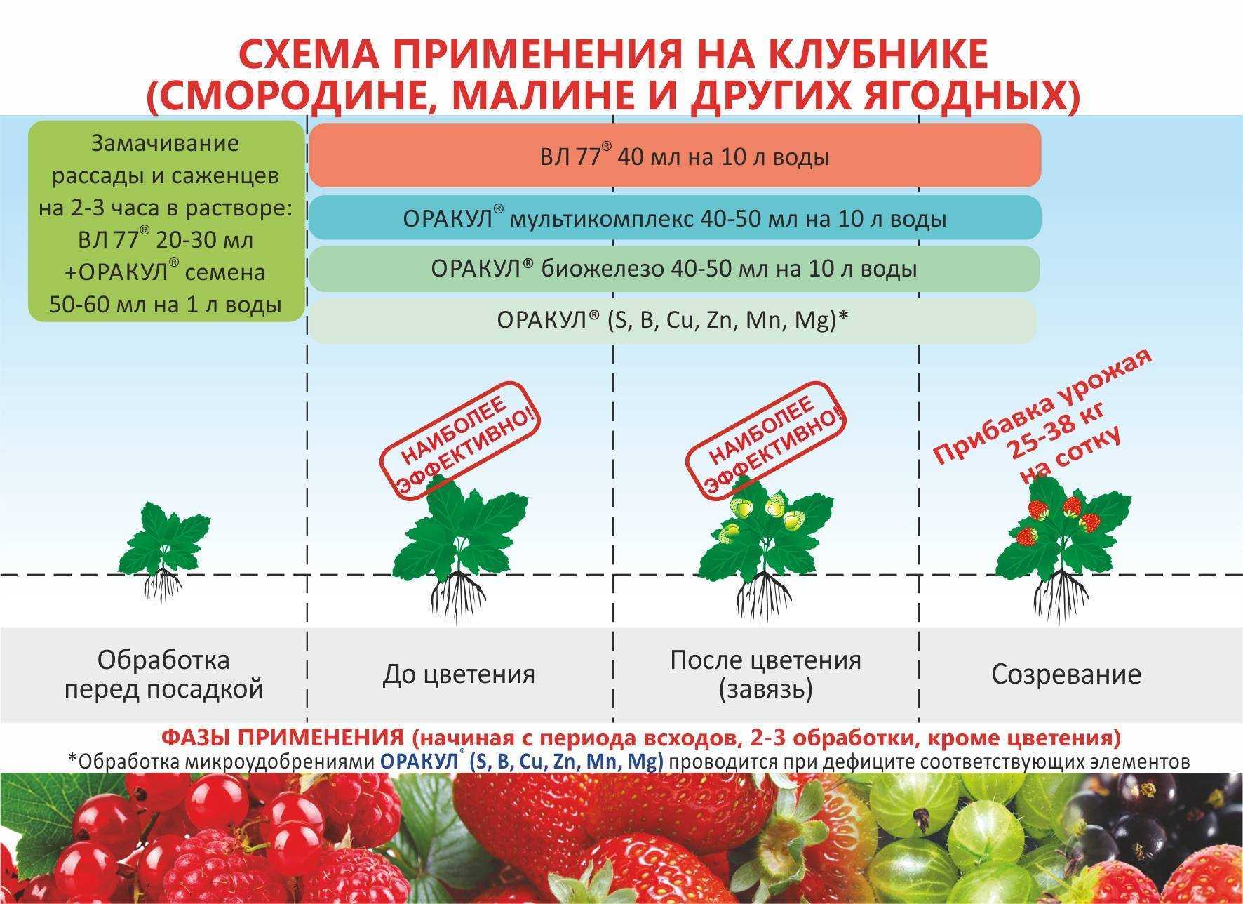    крыжовник: польза для ребенка