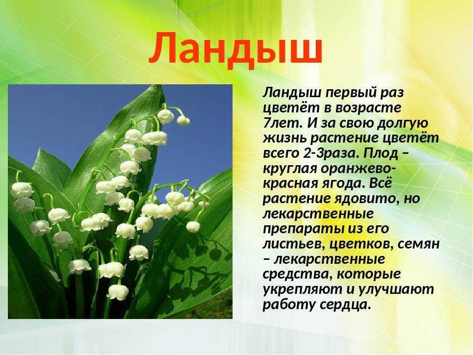 Ландыш майский описание для детей