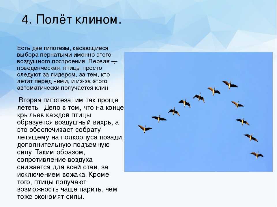 Журавль летает высоко да видит далеко... - смысл пословицы, значение, толкование | словцо.рф