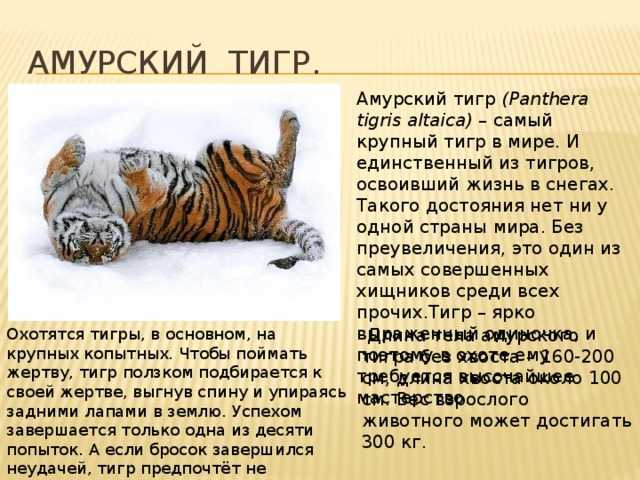 Содержание и разбор рассказа «затейники» для читательского дневника