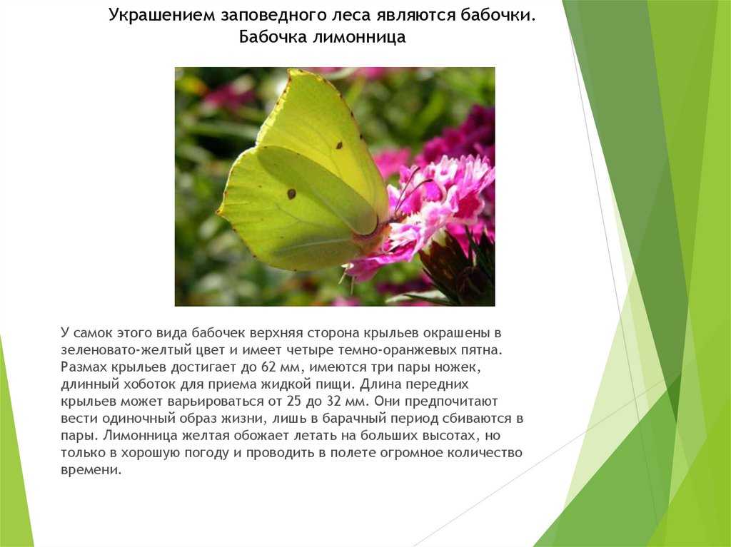 Интересные факты о бабочках