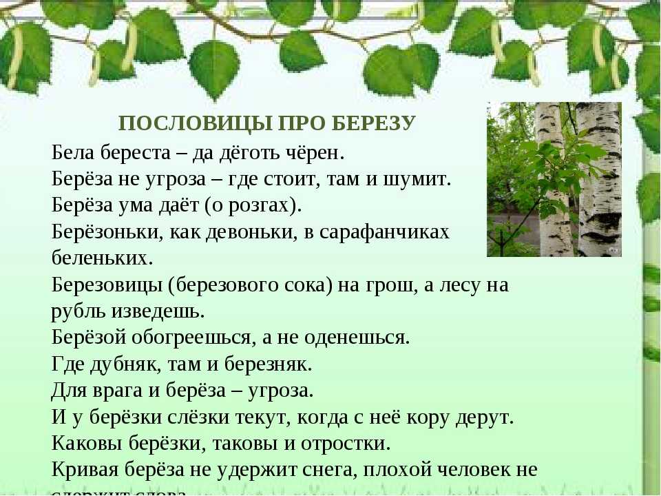 Анализ стихотворения есенина береза сочинения и текст
