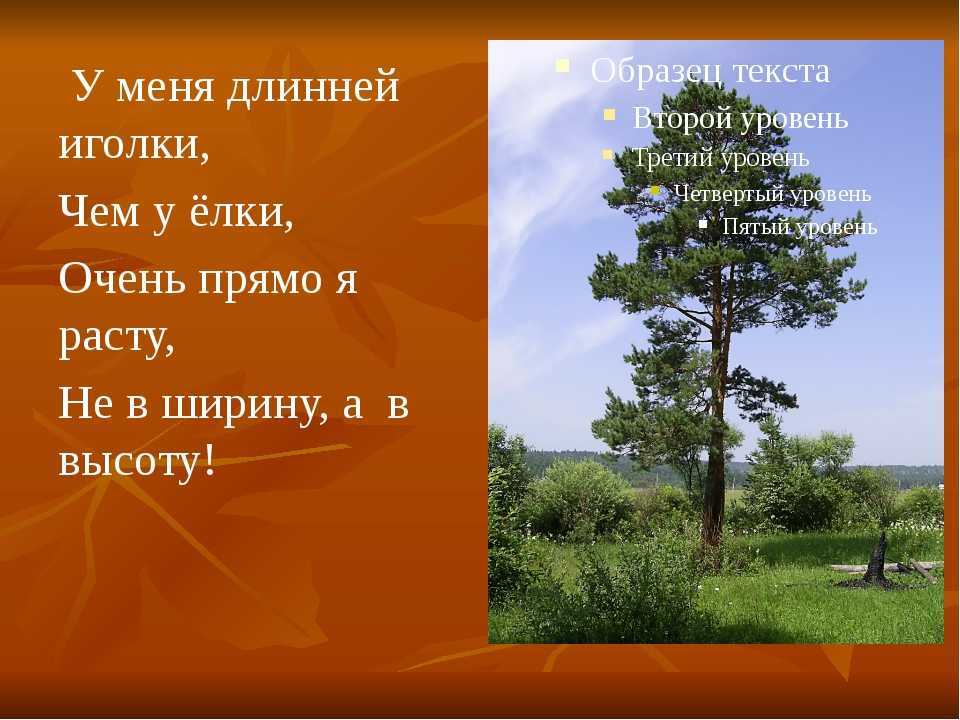 ✅ пословицы о деревьях «129 шт» поговорки для 1,2,3,4,5 класса