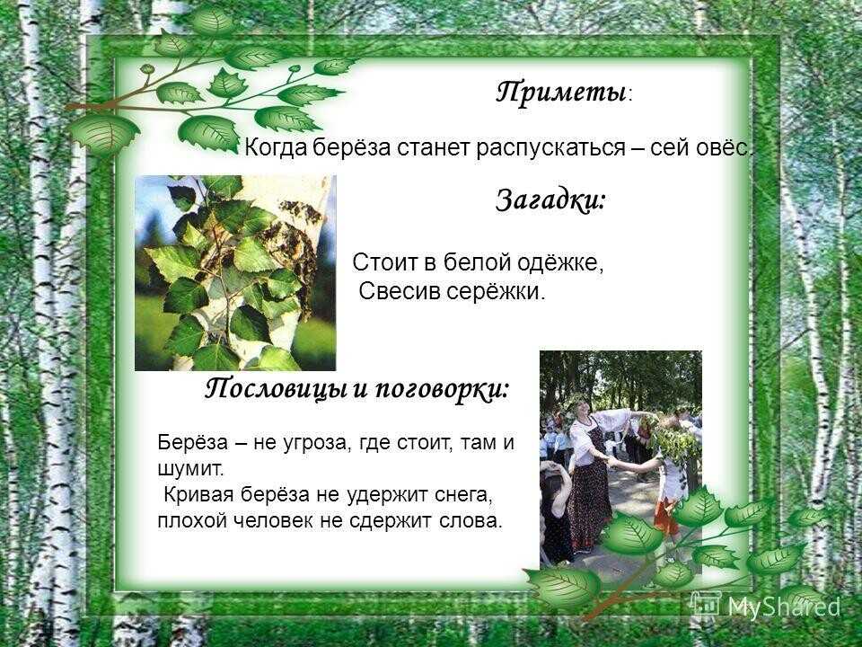 Пословицы, поговорки и приметы про деревья ( к проекту » деревья — наши верные друзья !»)учебно-методический материал по развитию речи по теме