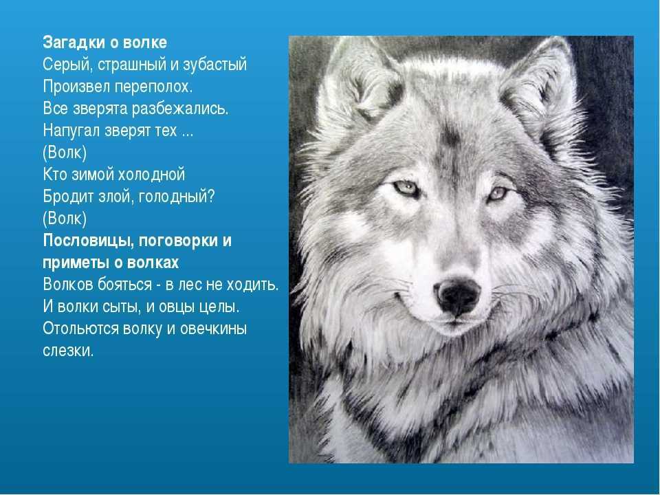Givotinki.ru. виды волков от древних до современных