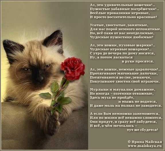 Грустные  стихи  о котенке:  вероника тушнова,  ника батхен,  владимир шатовский, полина михайличенко и других авторов