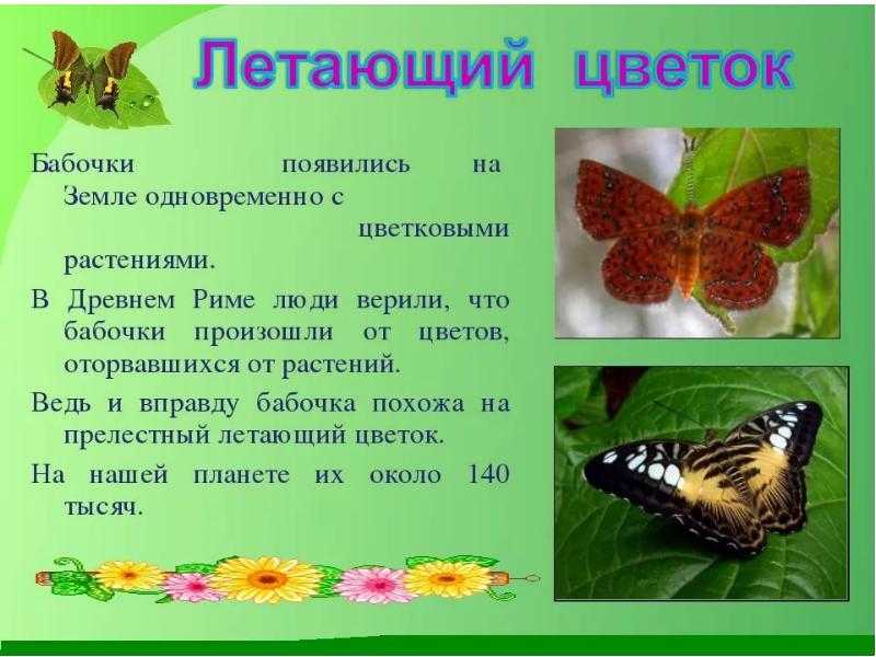 Самые удивительные бабочки мира: топ-10