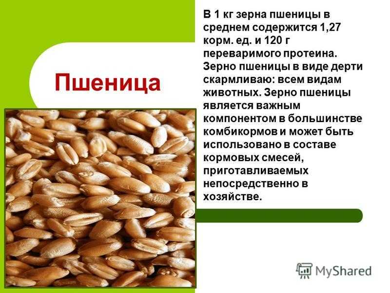 Ячменное зерно — алтайская народная сказка