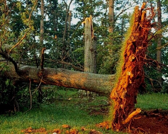Слышали ли вы новость, видели ли вы дерево, которое до неба выросло Скорее всего, нет Может это случилось в заморской державе, за дальними морями, за дальними