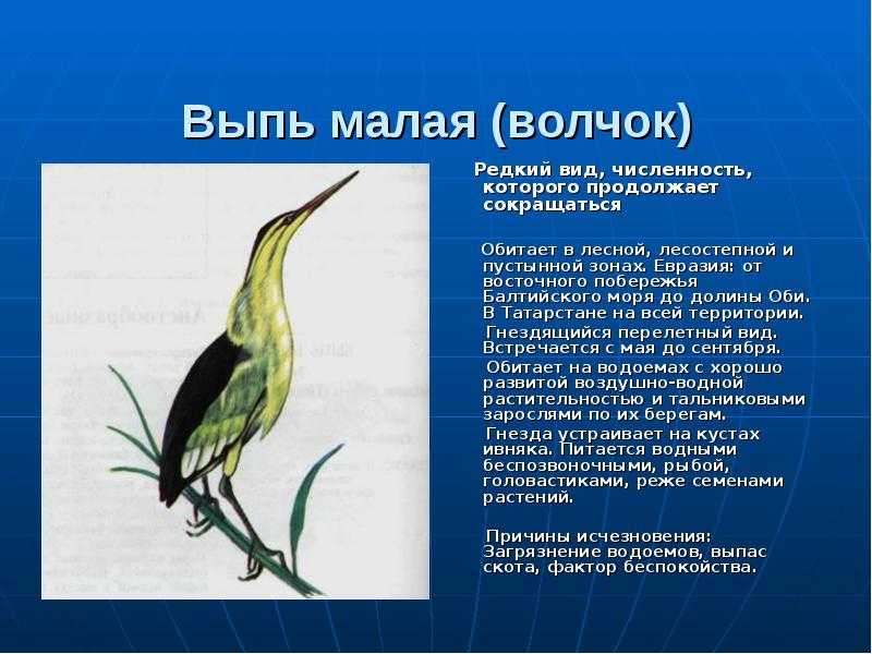 Ворон — умная и мистическая птица. птица ворона: описание, фото и видео, образ в литературе и народном сознании (белая ворона, черный ворон)