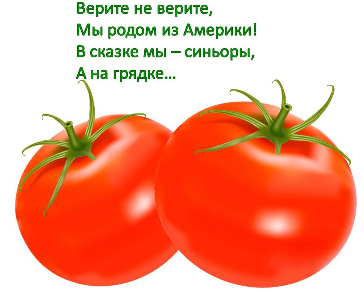 Сказка про помидор