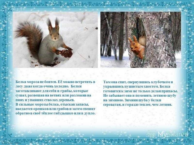 Где живут белки, повадки, размножение. всё о белках и их жизни на сайте мастерской подорова.