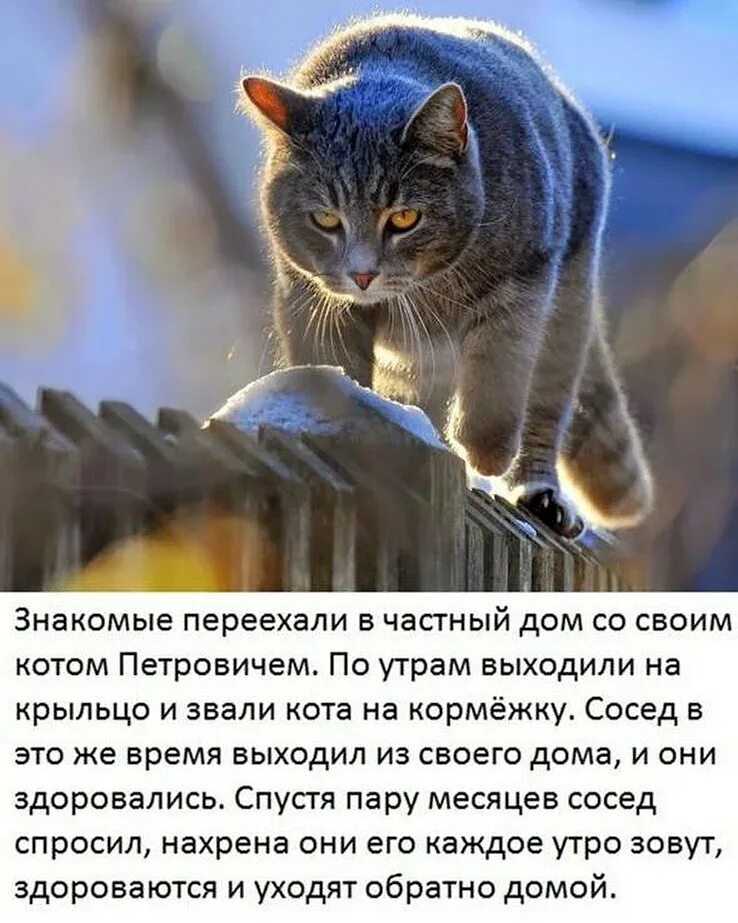 Анекдоты про котов и кошек: история происхождения шуток и их классификация
