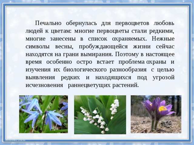 Сообщение первоцветы нашего края