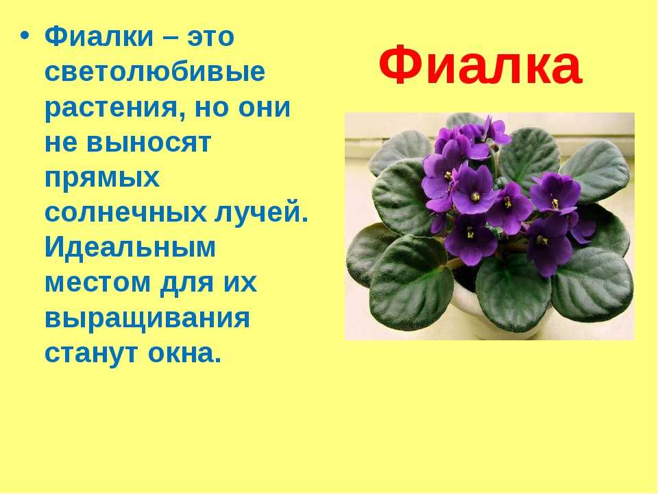 Фиалка: родина растения, страна происхождения, где растёт
