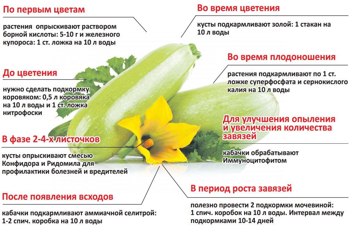 Чем полезны маринованные огурцы для человека и какие у них свойства