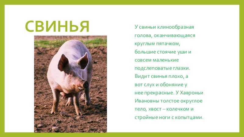 Свинья окружающий мир 3 класс. Описание свиньи для детей. Свинья для презентации. Сообщение о свинье. Доклад о свинье.