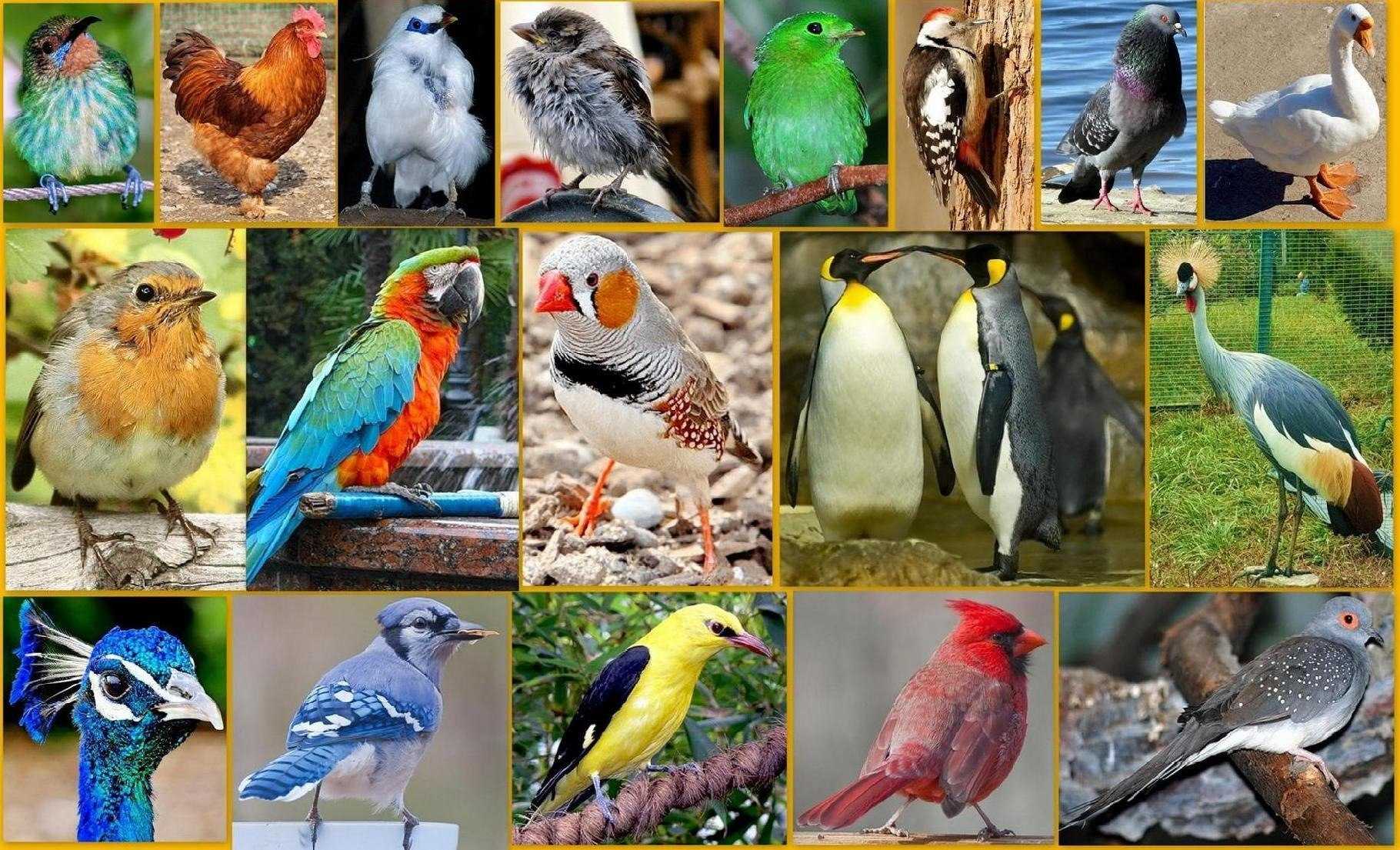Волнистые попугаи (лат. melopsittacus undulatus), фотографии волнистых попугаев