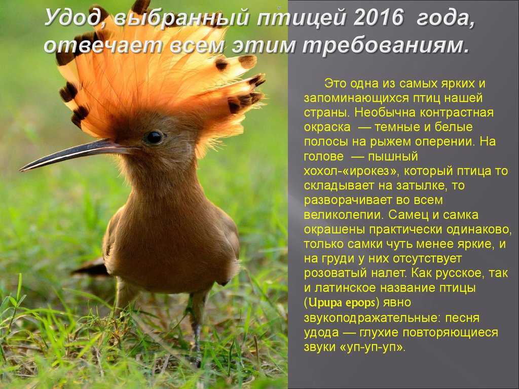 Птицы урала – список, названия с фото, видео, описание, особенности