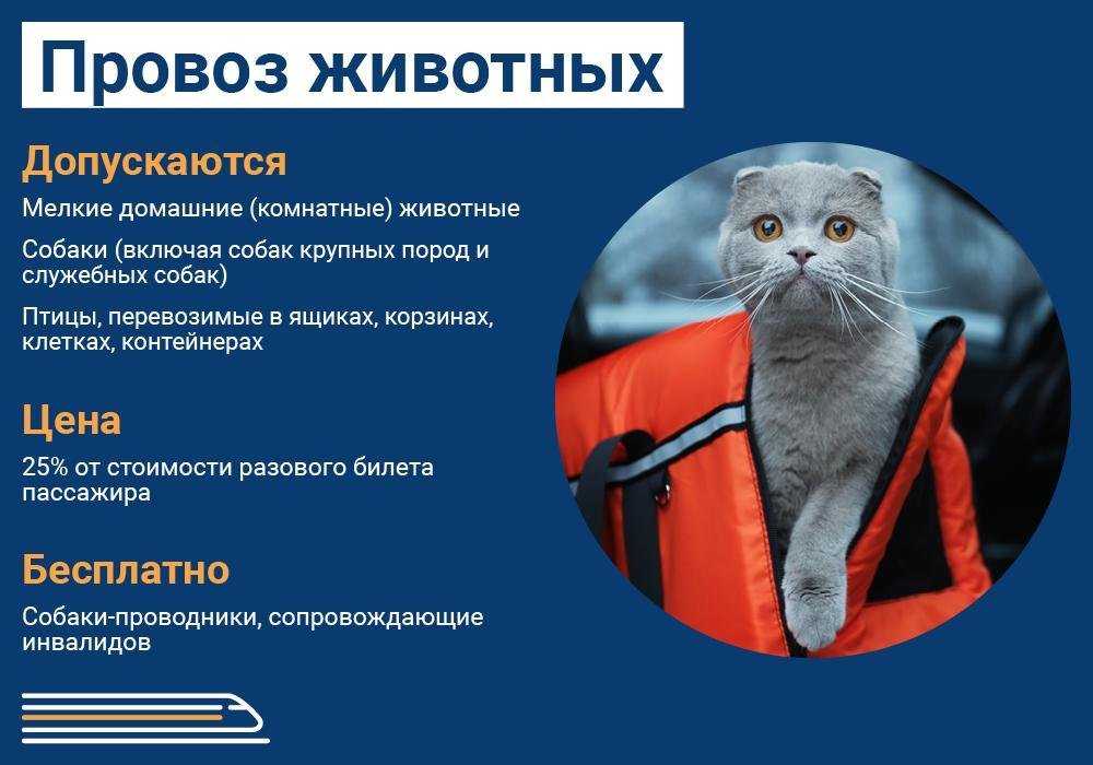 Поездка с собакой – как правильно собраться в дорогу
