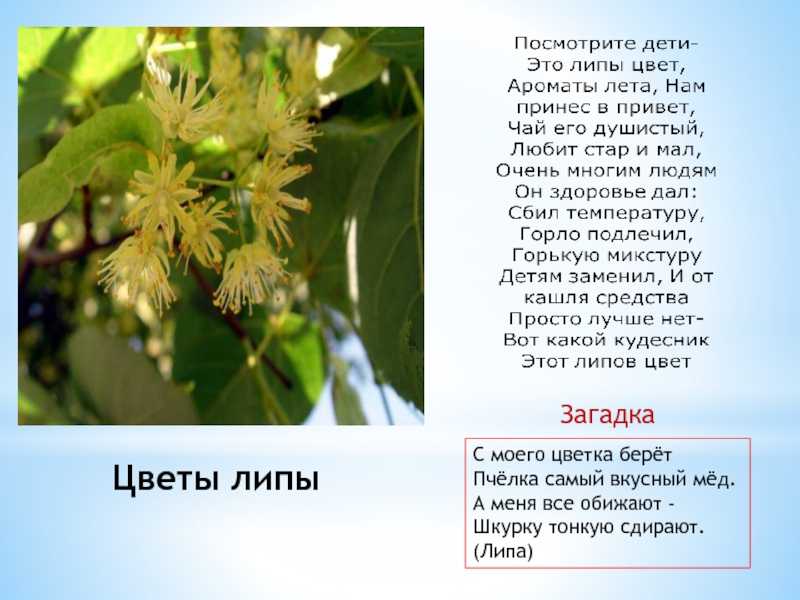 Стихи про липу. загадки, пословицы, поговорки, рассказы и стихи о липе