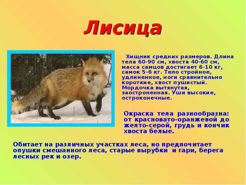 Рассказы о жителях леса для детей 2 класса