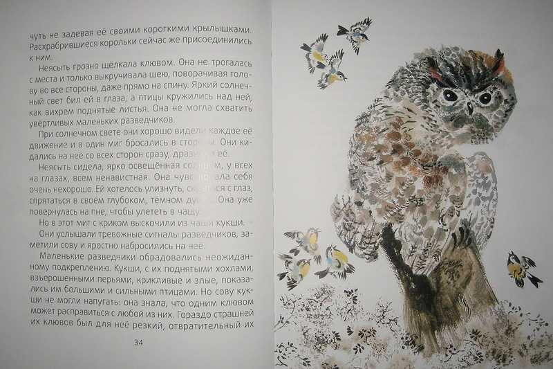 Сказка «сова» — виталий бианки