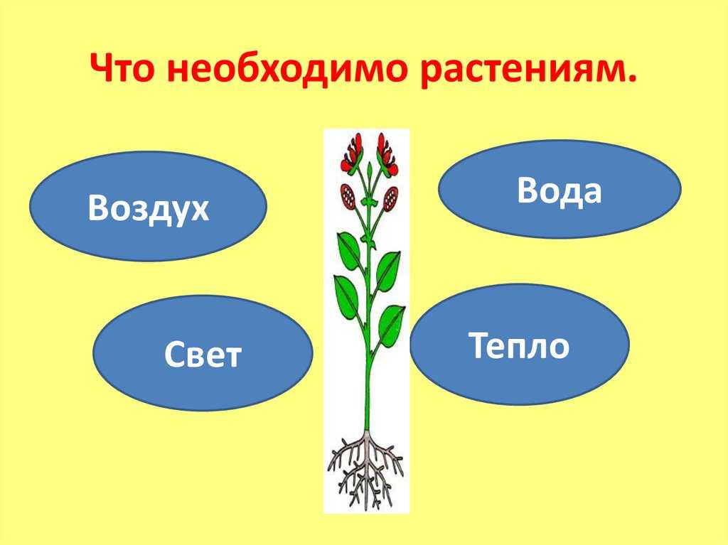 Рассказ про растение кислица, 2 класс. окружающий мир