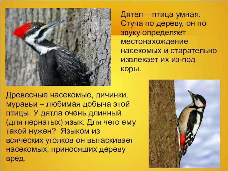 Птица дятел: как выглядит, где живет, повадки, фото