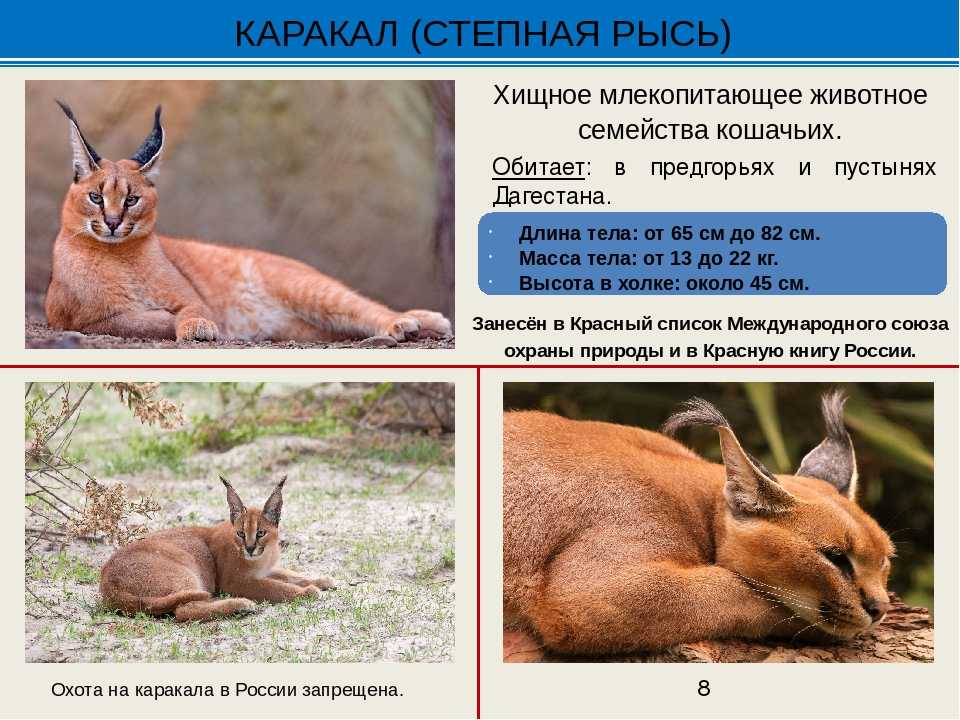 Дикие кошки: виды, отличия, черты, особенности, питание, фото, видео - мир кошек