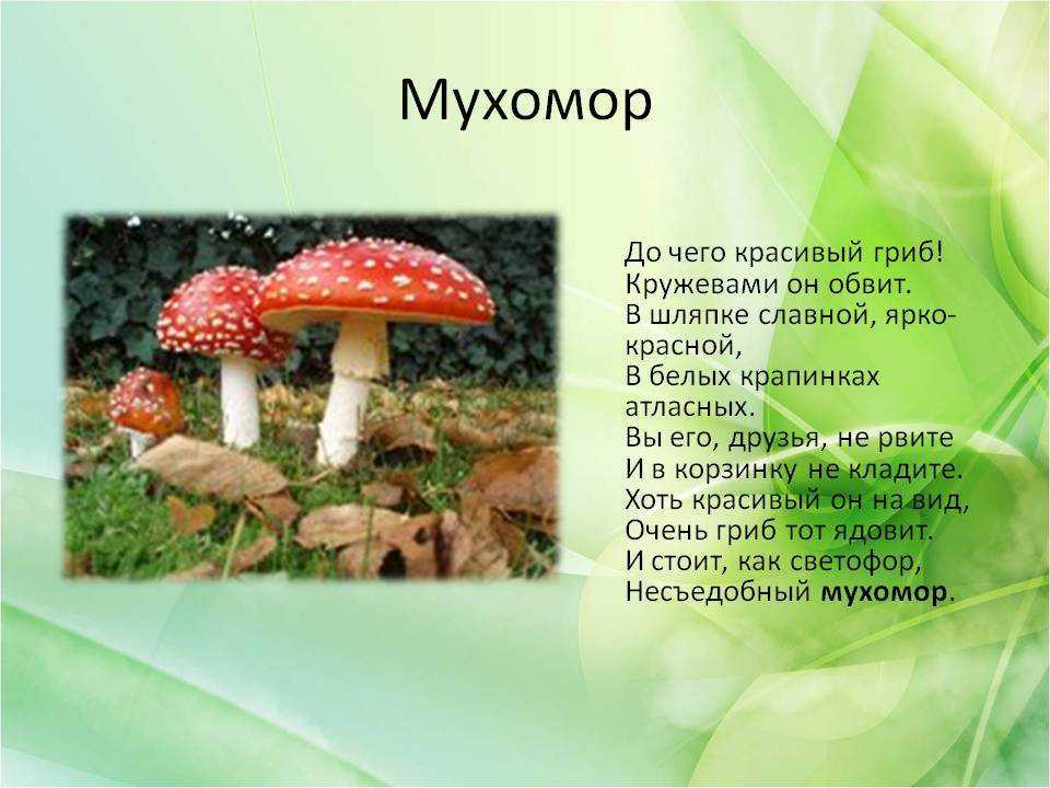 Стихи о грибах для детей