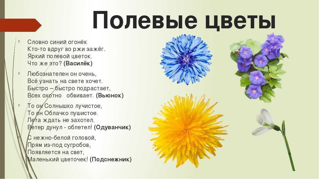 Загадки о комнатных растениях для дошкольников. воспитателям детских садов, школьным учителям и педагогам