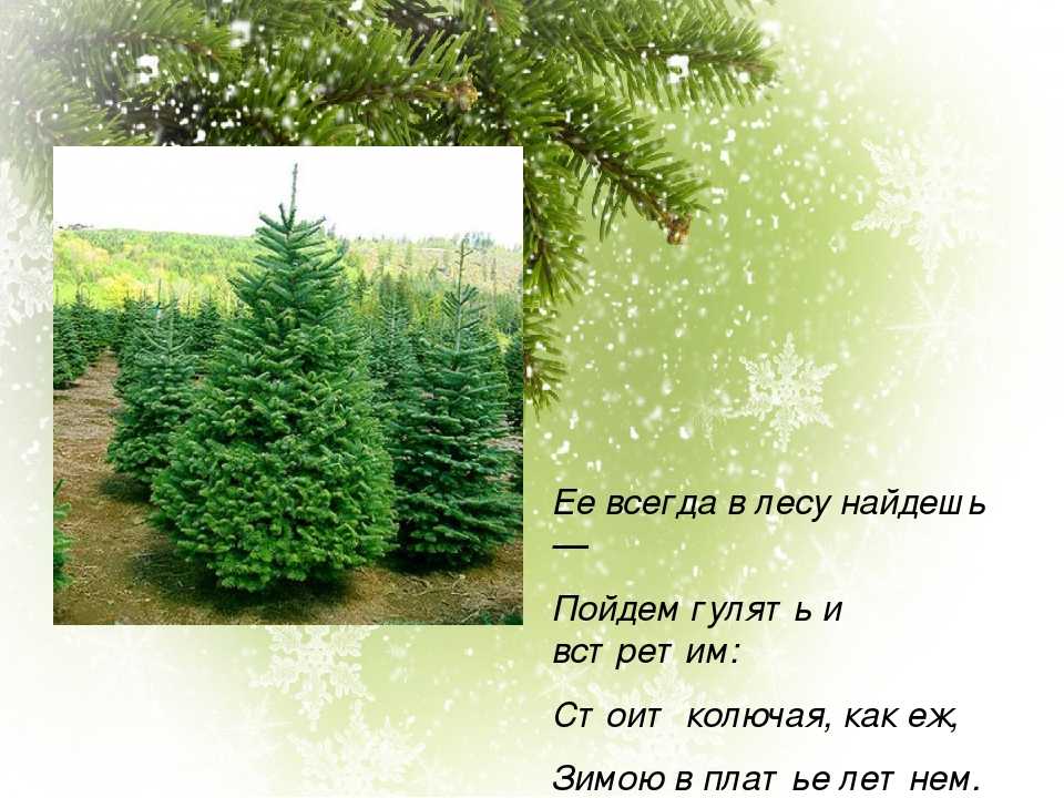 Хвойные деревья россии: самые распространенные виды