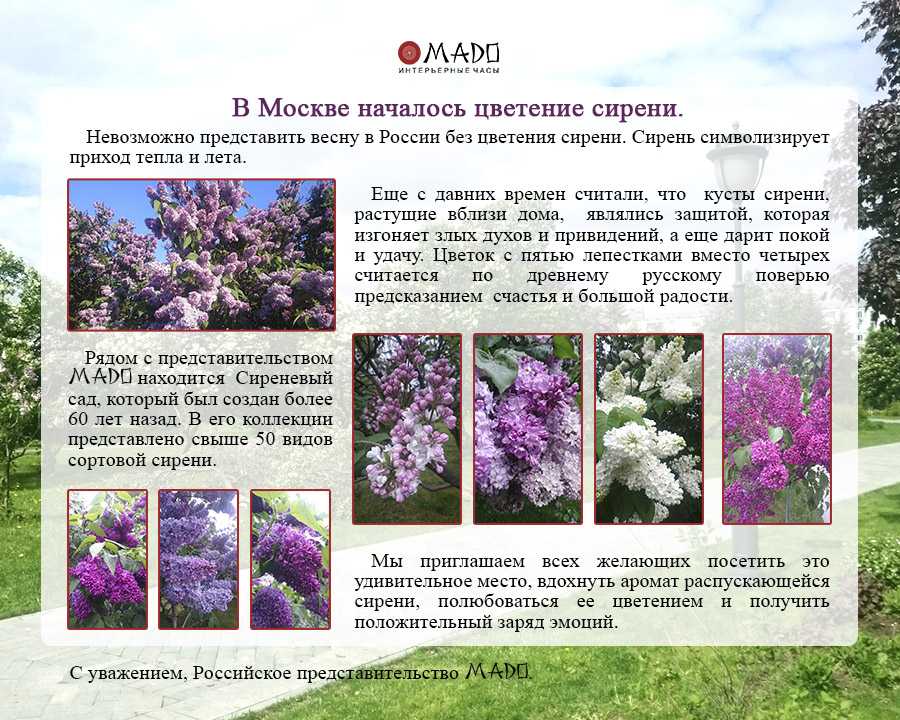 Сирень не цветет: причины, способы устранения проблемы