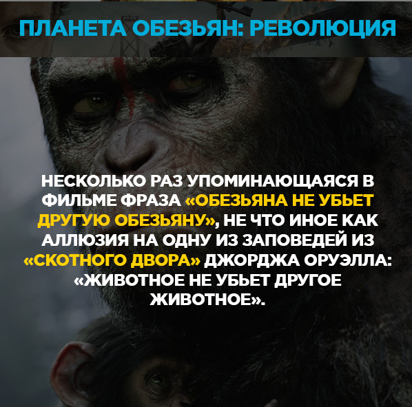 Рассказ про обезьяну для детей 6-7 лет