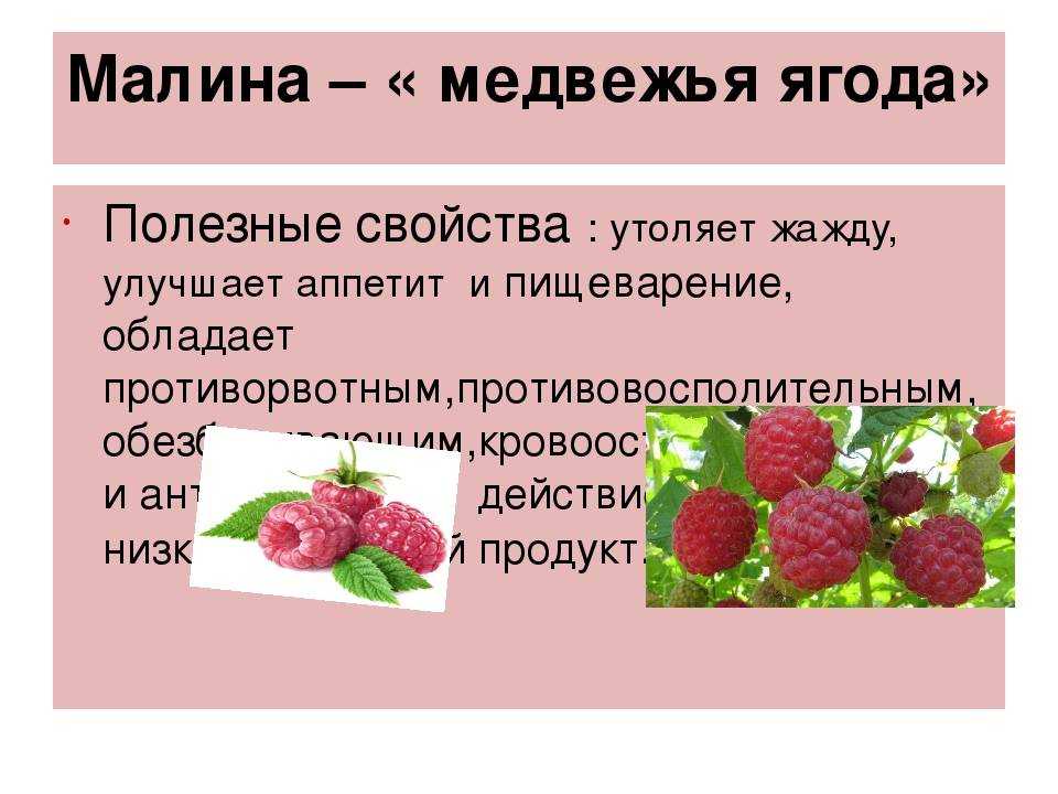 Ягода красивая мишками любимая. загадки про малину для детей