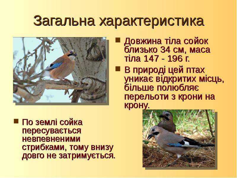 Сойка: описание птицы
