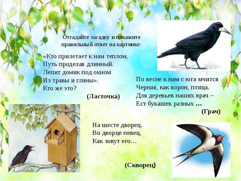 Составление описательного рассказа на тему «увидел скворца — знай: весна у крыльца» (подготовительная группа) | авторская платформа pandia.ru