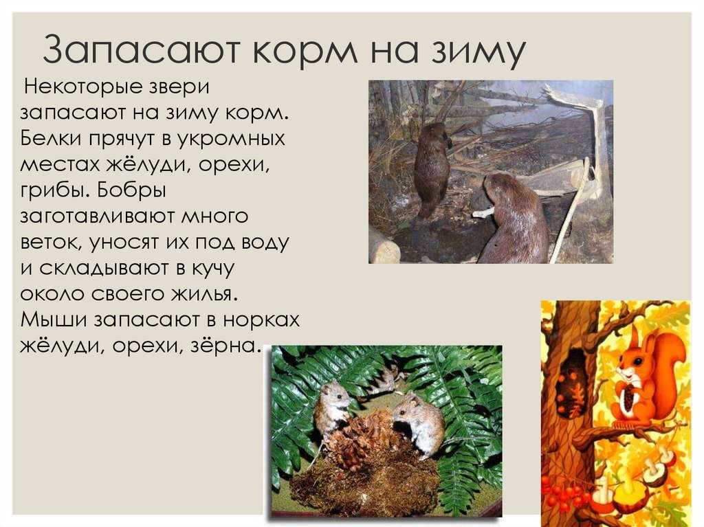 Читать сказку белочка-хлопотунья - георгий скребицкий, онлайн бесплатно с иллюстрациями.