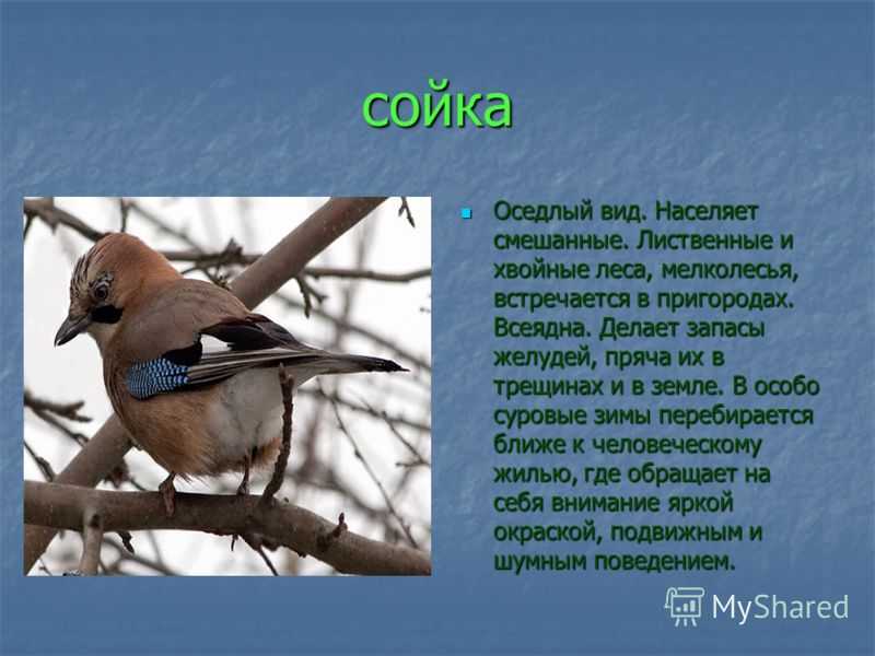 Птица сойка