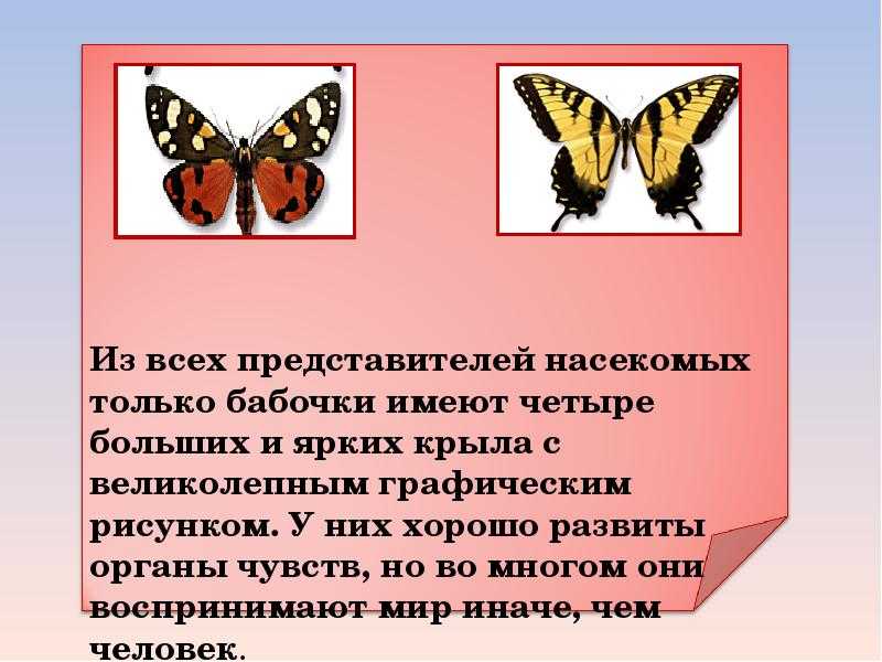 Самые заметные бабочки средней полосы россии