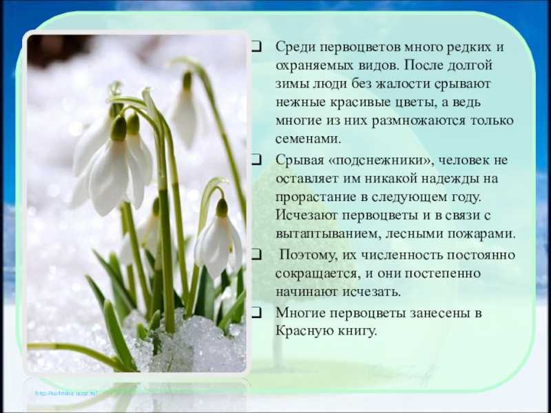 Какие самые первые цветы появляются весной. весенние первоцветы. рассказ детям