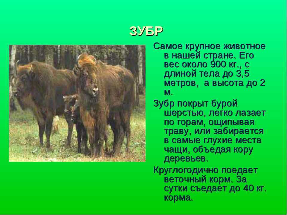 Зубр - сообщение доклад - методический центр рязанской области