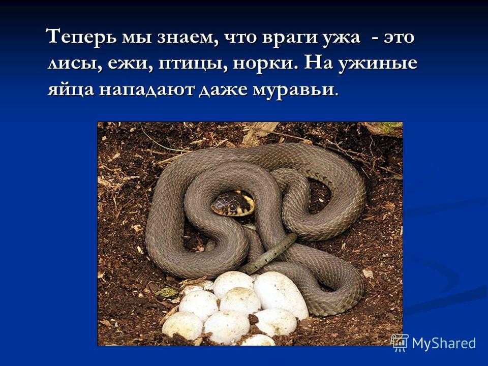 Какой инструмент нужен в хозяйстве. мастер на все руки: какие инструменты необходимы дома