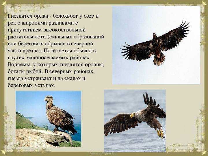 Орлан-белохвост В природе существуют птицы, которые добывают себе пропитание, охотясь на других птиц или на животных Нападение - это их стихия Этих крылатых