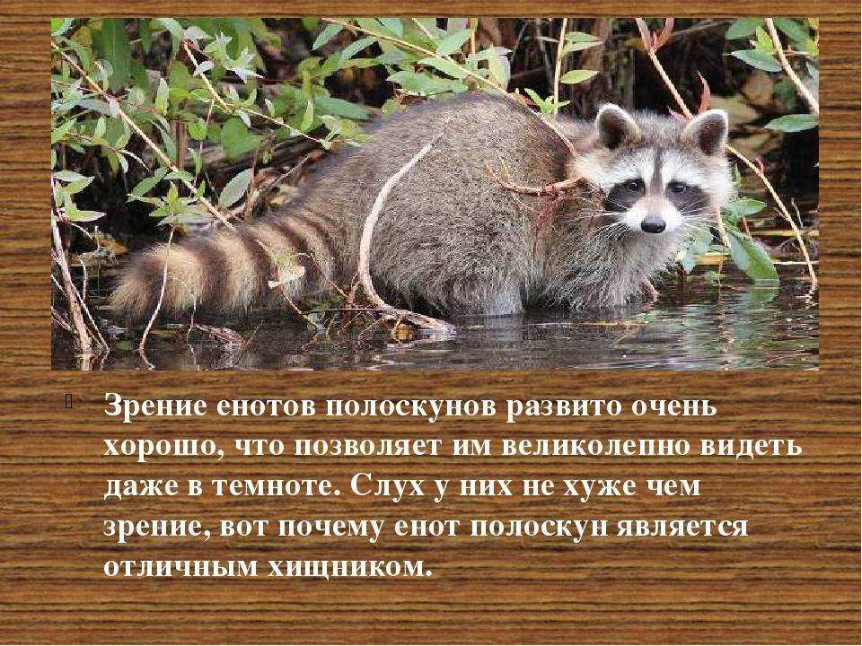 Норка: внешний вид, фото, особенности, интересные факты, среда обитания