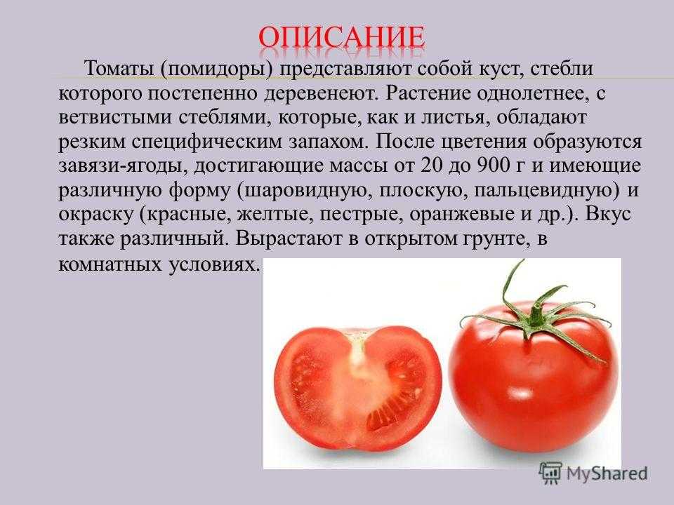 Короткая сказка про помидор 6 предложениях садик. рассказ про огород и особенно про помидоры. как выглядит помидор