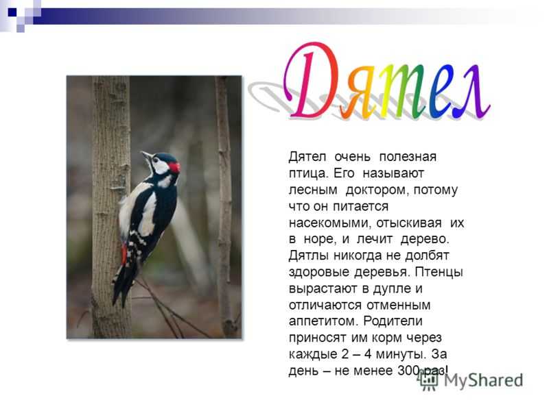 Дятел полезная птица текст 3 класс